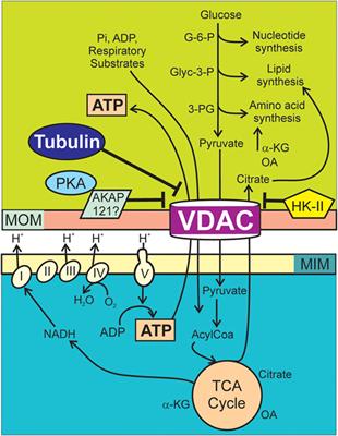 VDAC–Tubulin, an Anti-Warburg <mark class="highlighted">Pro-Oxidant</mark> Switch